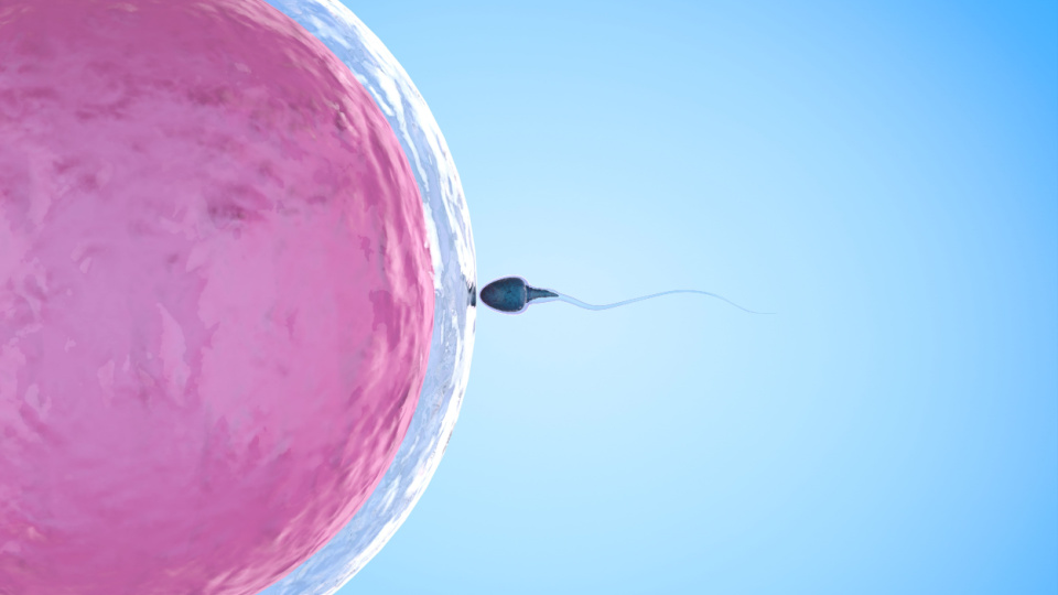 In Vitro Fertilisation / IVF Near Me Istanbul Turkey